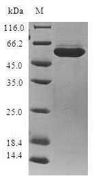 Greater than 90% as determined by SDS-PAGE.Recombinant Human Aldo-Keto Reductase Family 1 Member B10 (AKR1B10) Protein (GST)