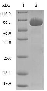Greater than 90% as determined by SDS-PAGE.Recombinant Human Aldo-Keto Reductase Family 1 Member C3 (AKR1C3) Protein (GST)