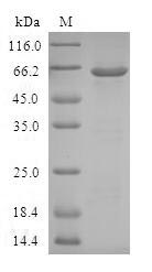 Greater than 90% as determined by SDS-PAGE.
