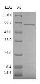 Greater than 90% as determined by SDS-PAGE.