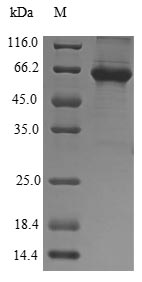 Greater than 85% as determined by SDS-PAGE.