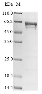 Greater than 85% as determined by SDS-PAGE.