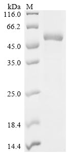 Greater than 85% as determined by SDS-PAGE.Recombinant Chicken Albumin (ALB) Protein (His&Myc)