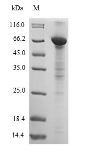 Greater than 90% as determined by SDS-PAGE.