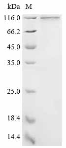 Greater than 85% as determined by SDS-PAGE.