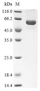 Greater than 85% as determined by SDS-PAGE.