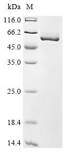 Greater than 95% as determined by SDS-PAGE.Recombinant Mouse Aldehyde Dehydrogenase 1A1 (ALDH1A1) Protein (His)