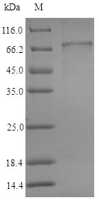 Greater than 90% as determined by SDS-PAGE.