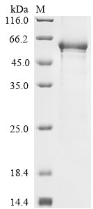 Greater than 85% as determined by SDS-PAGE.