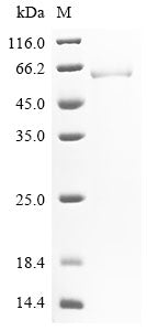 Greater than 90% as determined by SDS-PAGE.