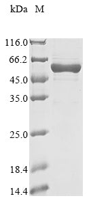Greater than 85% as determined by SDS-PAGE.