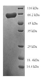 Greater than 90% as determined by SDS-PAGE.