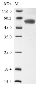 Greater than 85% as determined by SDS-PAGE.
