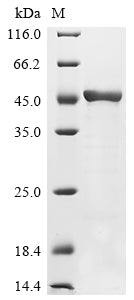 Greater than 90% as determined by SDS-PAGE.Recombinant Mouse Fructose-Bisphosphate Aldolase A (ALDOA) Protein (His&Myc)