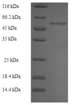 Greater than 90% as determined by SDS-PAGE.