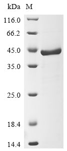 Greater than 85% as determined by SDS-PAGE.