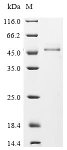 Greater than 90% as determined by SDS-PAGE.Recombinant Mouse Fructose-Bisphosphate Aldolase C (ALDOC) Protein (His&Myc)