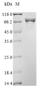 Greater than 90% as determined by SDS-PAGE.