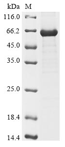 Greater than 85% as determined by SDS-PAGE.