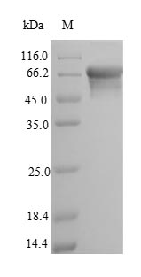 Greater than 90% as determined by SDS-PAGE.