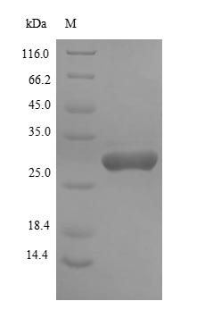 Greater than 85% as determined by SDS-PAGE.