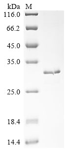 Greater than 85% as determined by SDS-PAGE.Recombinant Mouse Amelogenin, X Isoform (AMELX) Protein (His&Myc)