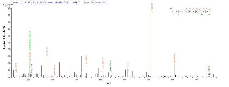 Based on the SEQUEST from database of E.coli host and target protein, the LC-MS/MS Analysis result of this product could indicate that this peptide derived from E.coli-expressed Mus musculus (Mouse) Amh.Recombinant Mouse Muellerian-Inhibiting Factor (AMH)