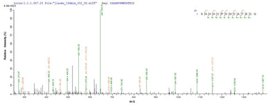 Based on the SEQUEST from database of E.coli host and target protein, the LC-MS/MS Analysis result of this product could indicate that this peptide derived from E.coli-expressed Mus musculus (Mouse) Amh.Recombinant Mouse Muellerian-Inhibiting Factor (AMH)