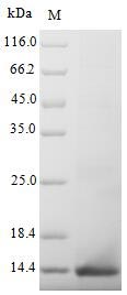 Greater than 90% as determined by SDS-PAGE.Recombinant Mouse Muellerian-Inhibiting Factor (AMH)