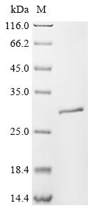 Greater than 90% as determined by SDS-PAGE.Recombinant Mouse Amelotin (AMTN) Protein (His)