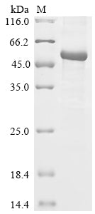 Greater than 85% as determined by SDS-PAGE.