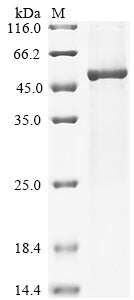 Greater than 85% as determined by SDS-PAGE.