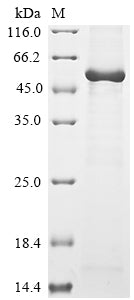 Greater than 85% as determined by SDS-PAGE.