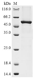 Greater than 85% as determined by SDS-PAGE.Recombinant Human Aminopeptidase N (ANPEP) Protein (His-GST&Myc)