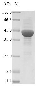 Greater than 85% as determined by SDS-PAGE.Recombinant Pig Aminopeptidase N (ANPEP) Protein (His&Myc)