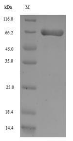 Greater than 90% as determined by SDS-PAGE.
