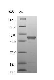 Greater than 90% as determined by SDS-PAGE.Recombinant Mouse Anthrax Toxin Receptor 1 (ANTXR1) Protein (His)