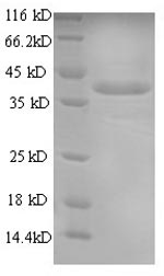 Greater than 90% as determined by SDS-PAGE.Recombinant Mouse Annexin A1 (ANXA1) Protein (His)