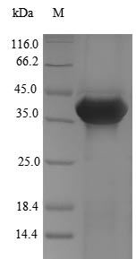 Greater than 90% as determined by SDS-PAGE.Recombinant Dog Annexin A13 (ANXA13) Protein (His)