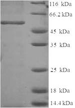 Greater than 90% as determined by SDS-PAGE.Recombinant Human Annexin A2 (ANXA2) Protein (His-SUMO)