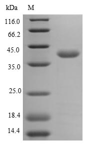 Greater than 85% as determined by SDS-PAGE.Recombinant Human Annexin A2 (ANXA2) Protein (His)