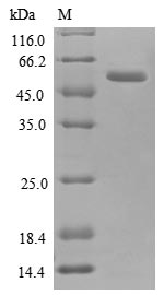 Greater than 90% as determined by SDS-PAGE.Recombinant Human Annexin A2 (ANXA2) Protein (His-SUMO)