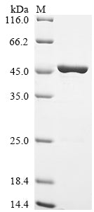 Greater than 90% as determined by SDS-PAGE.Recombinant Mouse Annexin A2 (ANXA2) Protein (His&Myc)