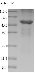 Greater than 90% as determined by SDS-PAGE.