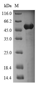 Greater than 85% as determined by SDS-PAGE.Recombinant Human Annexin A4 (ANXA4) Protein (His-SUMO&Myc)