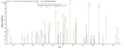 Based on the SEQUEST from database of E.coli host and target protein, the LC-MS/MS Analysis result of this product could indicate that this peptide derived from E.coli-expressed Mus musculus (Mouse) Anxa4.Recombinant Mouse Annexin A4 (ANXA4) Protein (His&Myc)