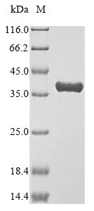 Greater than 90% as determined by SDS-PAGE.Recombinant Mouse Annexin A4 (ANXA4) Protein (His&Myc)
