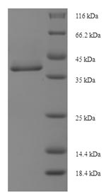 Greater than 90% as determined by SDS-PAGE.