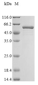 Greater than 90% as determined by SDS-PAGE.