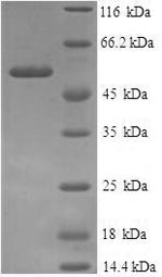 Greater than 90% as determined by SDS-PAGE.